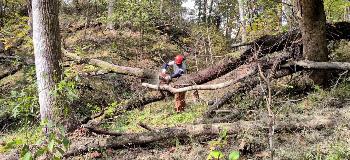 Tree Removal Services